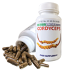 Picture of Herbs Cordyceps